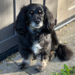 Photo of Gus, a senior dog.
