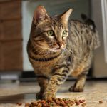 A cat with quirky eating habits.