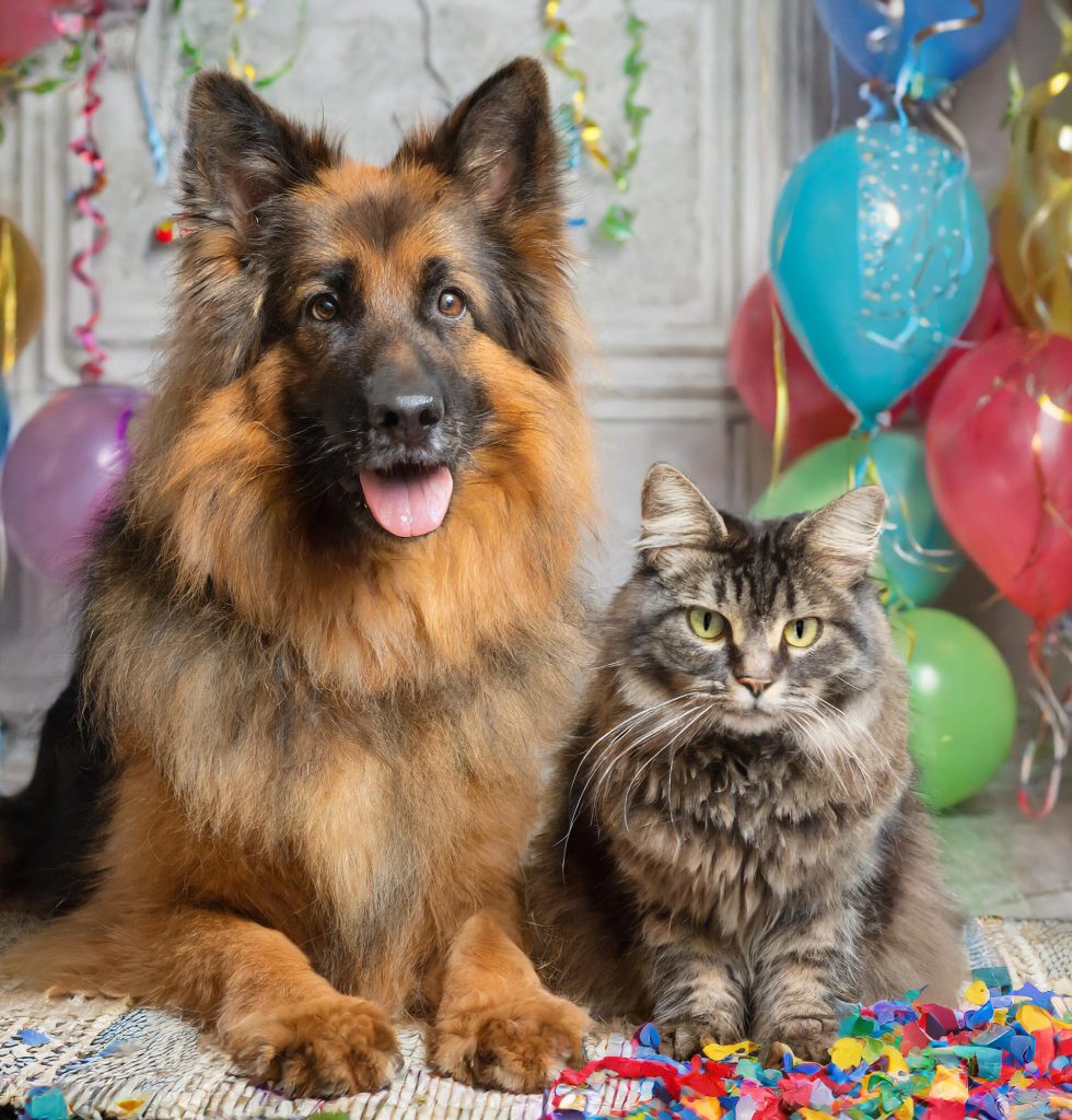 A dog and cat pondering their resolutions.