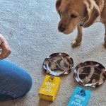 Mickey, our picky eater, trying Sundays for Dogs